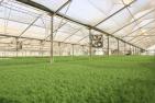 carpet of fennel seedlings